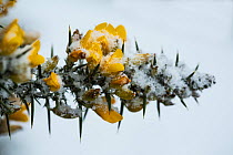 Western gorse (Ulex galli), flowers with snow, East Devon Pebblebed Heaths, Devon, England, UK, February.