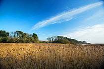 Common reed (Phragmites australis) reedbed, Otter Estuary, Devon, England, UK, February.
