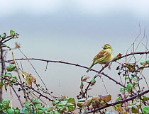 Cirl bunting (Emberiza cirlus) perched in bramble, East Devon. Populations of this species are dependent on traditional farming practices, including the maintenance of over-wntering stubble fields. De...
