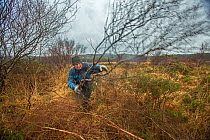 Volunteers clearing silver birch (Betula pendula) on Pebblebed Heaths, East Devon, England, UK, February.