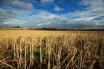 Winter field with stubble and weeds, East Devon, England, UK, November. Fields like this support farmland birds in winter providing a source of seed.