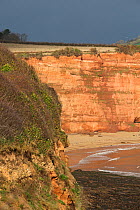 Triassic sandstone cliffs of East Devon, formed 250-260 million years ago and are the oldest on the Jurassic Coast World Heritage Site, Devon, England, UK, November 2016.