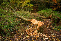 Goat willow (Salix caprea) felled by a Eurasian beaver (Castor fiber). The riverside tree will resprout with new shoots supplying a source of food for the beavers for years to come. Devon, England, UK...