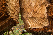 Goat willow (Salix caprea) felled by a Eurasian beaver (Castor fiber) with teeth marks The riverside tree will resprout with new shoots supplying a source of food for the beavers for years to come. De...