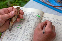 Man ringing migrant reed warblers (Acrocephalus scirpaceus) noting down details, in reedbeds on the Otter Estuary, East Devon, England, UK, May 2017.