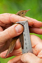 Bird ringer measuring migrant Reed warblers (Acrocephalus scirpaceus) in reedbeds, Otter Estuary, East Devon, England, UK, May.