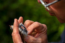 Birding ringer checking the fat store of Common whitethroat (Sylvia communis) after ringing. East Devon, UK, May.