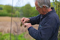Bird ringer removing Dunnock (Prunella modularis) from mist nets in reedbeds on the Otter Estuary, Devon, England, UK. May.