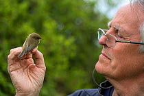 Man with Chiffchaff (Phylloscopus collybita) during ringing study, in reedbeds on the Otter Estuary, East Devon, England, UK, May 2017.