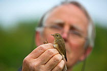 Man with Chiffchaff (Phylloscopus collybita) during ringing study, in reedbeds on the Otter Estuary, East Devon, England, UK, May 2017.