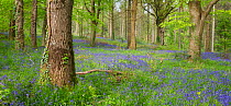 Bluebells (Hyacinthoides non-scripta) within an ancient semi-natural woodland, Woodbury, Devon, England, UK, May.