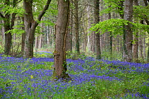 Bluebells (Hyacinthoides non-scripta) within an ancient semi-natural woodland, Woodbury, Devon, England, UK, May.