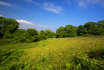 Species-rich calcareous grassland.  This habitat represents one of Europe's rarest plant communities. Near the village of Beer, Devon, England, UK, June 2016.