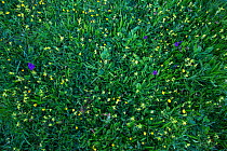 Calcareaous grassland including Southern marsh-orchid (Dactylorhiza praetermissa) Grass vetchling (Lathyrus nissolia) Cowslip (Primula veris) Creeping buttercup (Ranunculus repens) East Devon, Englan...
