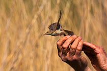 Reed warbler (Acrocephalus scirpaceus) being released after ringing,  reedbeds on the Otter Estuary, Devon, England, UK, May.