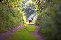 Roe deer (Capreolus capreolus) in an ancient sunken lane (hollow way) Devon, England, UK, June.