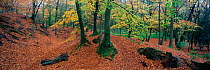 Beech trees (Fagus sylvatica) in forest around Woodbury Castle Scheduled Monument, planted in the early 19th century, East Devon, England, UK.