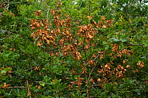 Oak tree (Quercus robur) with Grey squirrel (Sciurus carolinensis) damage, Devon, England, UK, July.