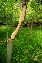 Oak tree (Quercus robur) with Grey squirrel (Sciurus carolinensis) damage, Devon, England, UK, July.