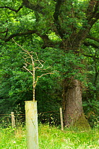 Young Oak tree (Quercus robur) with Grey squirrel (Sciurus carolinensis) damage, Devon, England, UK, July.