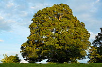 Sycamore (Acer pseudoplatanus) veteran tree, Devon, UK, July.