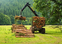 Pine plantation commercial forest harvesting, Devon England, UK, July 2016.