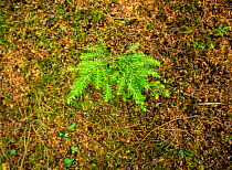Western Hemlock (Tsuga heterophylla) seedling Natural regeneration occuring within a multi-aged woodland. Devon UK