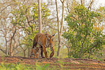 Tiger (Panthera tigris tigris) female with cub, Kabini, Nagarahole National Park, Nilgiri Biosphere Reserve, Karnataka, India.