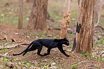 Melanistic leopard / Black panther (Panthera pardus) Nagarahole National Park, Nilgiri Biosphere Reserve, Karnataka, India.