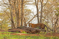 Tiger (Panthera tigris tigris) female with cub, Kabini, Nagarahole National Park, Nilgiri Biosphere Reserve, Karnataka, India.