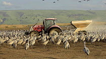 Tractor dispersing food to a large flock of Common cranes (Grus grus), Agamon Hula, Hula Valley, Israel. January. The cranes are being fed on maize kernels by a farmers' co-operative to mitigate again...