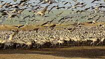 Tractor dispersing food to a large flock of Common cranes (Grus grus), Agamon Hula, Hula Valley, Israel. January. The cranes are being fed on maize kernels by a farmers' co-operative to mitigate again...