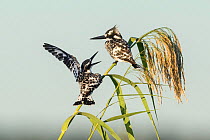 Pied kingfisher (Ceryle rudis), Chobe River, pair perching on reed, Chobe River, Botswana.