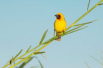 Southern brown-throated weaver (Ploceus xanthopterus) male perched on reed, Chobe River, Botswana.