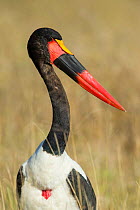 Saddle-billed stork (Ephippiorhynchus senegalensis), Moremi Game Reserve, Botswana.