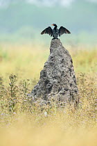 Reed cormorant (Microcarbo africanus) perched on termite mound, Khwai, Botswana.