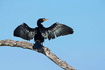 Reed cormorant (Microcarbo africanus) drying wings whilst perched in tree, Khwai, Botswana.