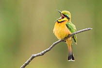 Little bee-eater (Merops pusillus) vocalising whilst perched on branch, Khwai, Botswana.