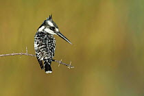 Pied kingfisher (Ceryle rudis), juvenile perched on thorny branch, Chobe River, Botswana.