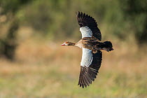 Egyptian goose (Alopochen aegyptiaca) in flight, Khwai, Botswana.