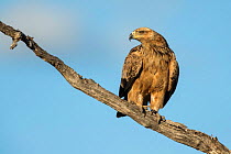 Tawny eagle (Aquila rapax) perched on branch, Savuti, Botswana.