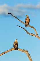 Tawny eagle (Aquila rapax), two perching on branches. Savuti, Botswana.