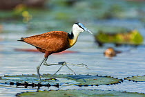 African jacana (Actophilornis africanus) on lily pads, Chobe River, Botswana.