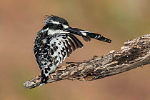 Pied kingfisher (Ceryle rudis) preening whilst perched on branch, Chobe River, Botswana.
