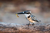 Pied kingfisher (Ceryle rudis) juvenile with frog in bill, Chobe River, Botswana.