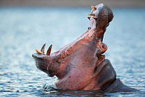 Hippopotamus (Hippopotamus amphibius) in Chobe River, Botswana.