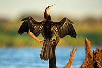 African darter (Anhinga rufa) drying wings whilst perched on branch, Chobe River, Bostwana.