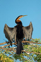 African darter (Anhinga rufa) drying wings whilst perched in tree, Chobe River, Bostwana.