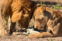 Lion (Panthera leo), pair feeding on Monitor lizard (Varanus niloticus), edge of Chobe River, Botswana.