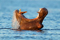 Hippopotamus (Hippopotamus amphibius) in Chobe River, Botswana.